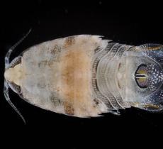isopod fish predator from FL ARMS